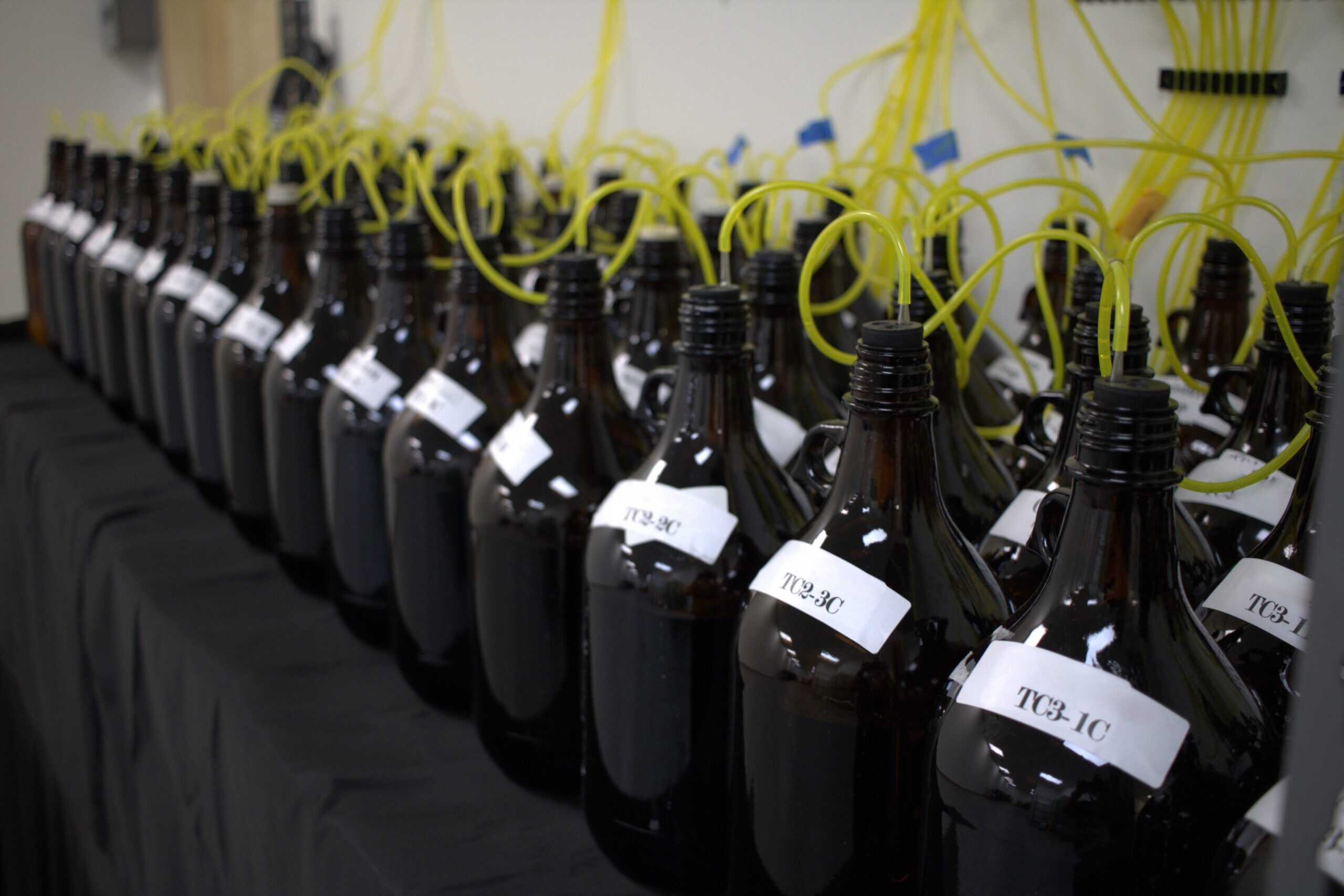 Amber bottles used for OECD 302B sampling