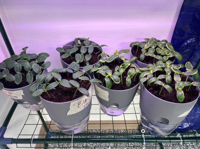 OECD 208 OECD 208 Test in progress.